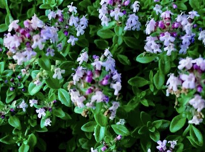 IMG_2975.jpeg IMG_2975.jpeg