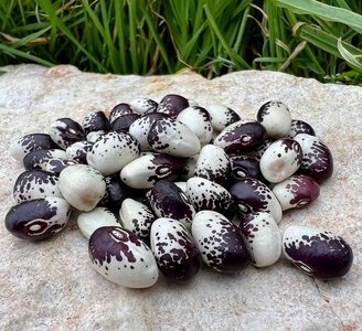 Brazilian Bean #33.jpg