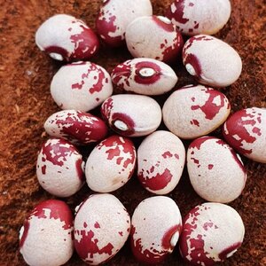 Brazilian Bean #75.jpg