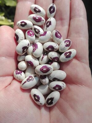 Brazilian Bean #88.jpg Brazilian Bean #88.jpg