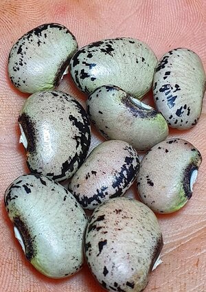 Brazilian Bean #89.jpg Brazilian Bean #89.jpg