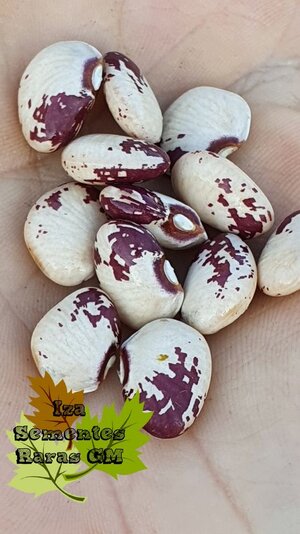 Brazilian Bean #90.jpg Brazilian Bean #90.jpg