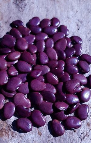 Brazilian Bean #91.jpg Brazilian Bean #91.jpg