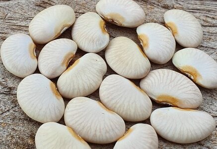 Brazilian Bean #92.jpg Brazilian Bean #92.jpg