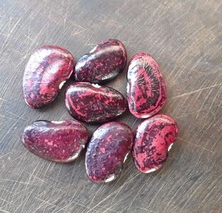 Brazilian Bean #93.jpg Brazilian Bean #93.jpg