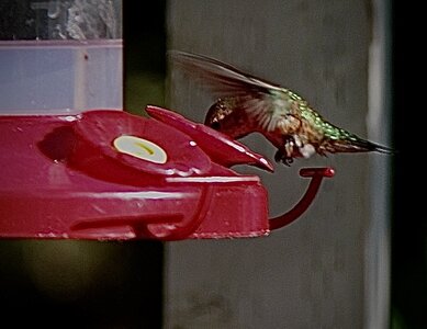 IMG_0098.jpeg IMG_0098.jpeg