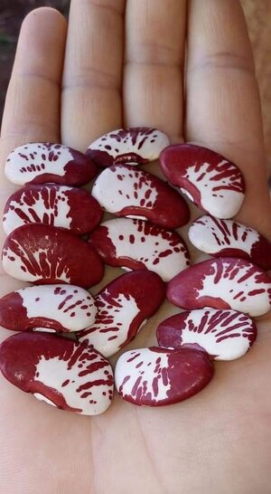 Brazilian Bean #106.jpg