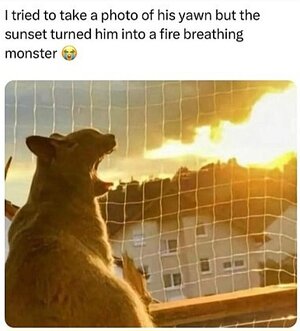 Screenshot_20240927_144413_Chrome.jpg Screenshot_20240927_144413_Chrome.jpg