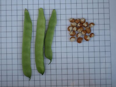 Mongeta-or-i-plata-mata-alta-scaled.jpg Mongeta-or-i-plata-mata-alta-scaled.jpg