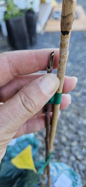 20241021_141814.jpg 20241021_141814.jpg