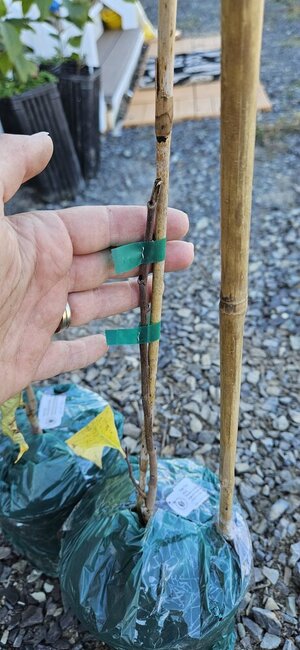 20241021_141810.jpg 20241021_141810.jpg