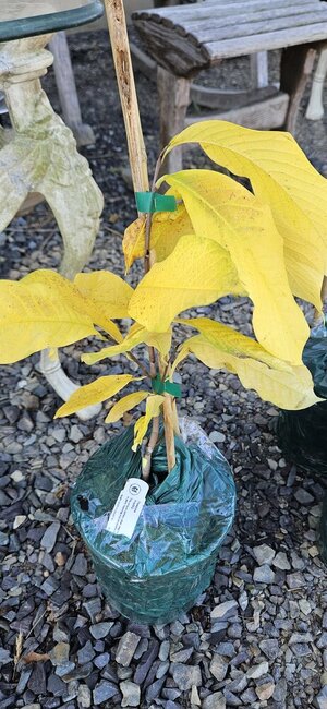 20241021_141834.jpg 20241021_141834.jpg