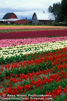 AnnaWightTulipBarnWeb600.jpg