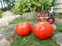 alaskan fancy tomatoes 8.23.13 001.JPG