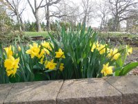 Tulips in the spring.JPG