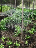 36. tomato trellis.JPG