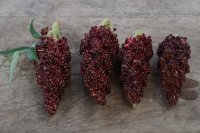 sumac.jpg