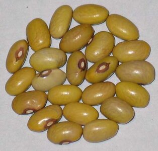 Oude Sloveense.jpg Oude Sloveense.jpg