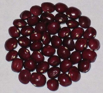 Rotekugelbohne.jpg