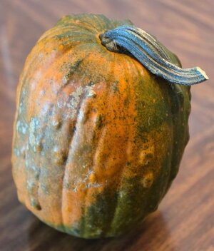 Pumpkin Acorn Squash Hybrid #2.jpg Pumpkin Acorn Squash Hybrid #2.jpg
