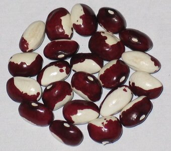 Joyce Fetterley's Red And White.jpg Joyce Fetterley's Red And White.jpg