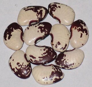 J. Carroll's West Virginia.jpg J. Carroll's West Virginia.jpg