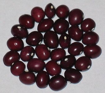 Letcher County Fall.jpg Letcher County Fall.jpg