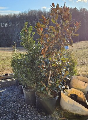 20241230_155021.jpg 20241230_155021.jpg