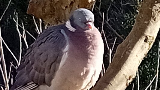 woodpigeon.jpg woodpigeon.jpg