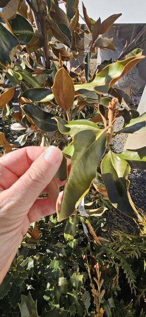 20250129_135746.jpg 20250129_135746.jpg