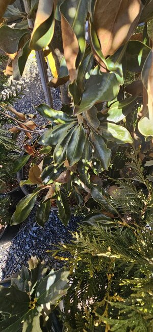 20250129_135730.jpg 20250129_135730.jpg