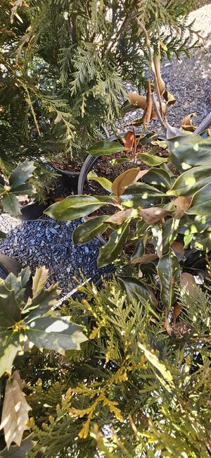 20250129_135729.jpg 20250129_135729.jpg