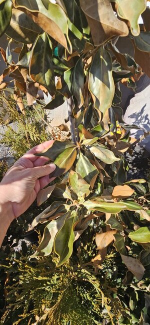 20250129_135723.jpg 20250129_135723.jpg