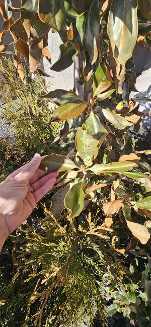 20250129_135721.jpg 20250129_135721.jpg