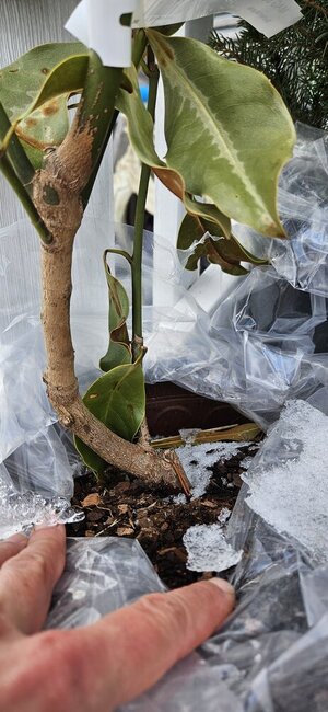 20250124_160215.jpg 20250124_160215.jpg