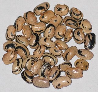 Roger Wynn Greasy.jpg Roger Wynn Greasy.jpg