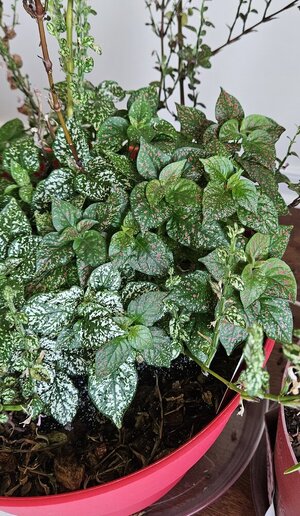 20250314_150604.jpg 20250314_150604.jpg