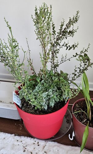 20250314_150601.jpg 20250314_150601.jpg