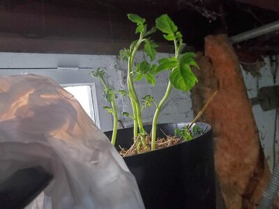 Potatoes, 03-15-25, #1.jpg