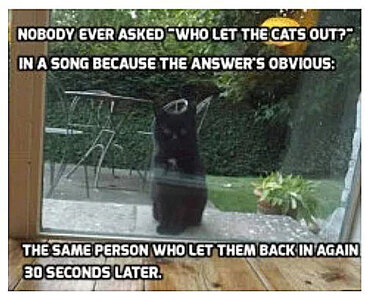 zcats.jpg