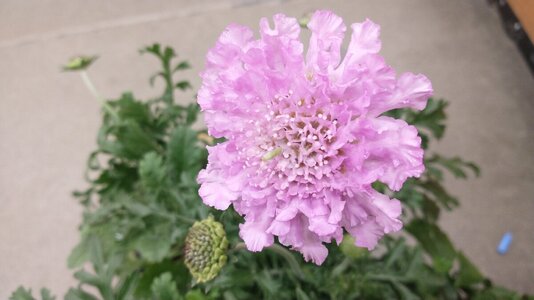 IMG_20250327_120524296.jpg