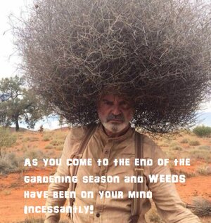 zweedfro.jpg