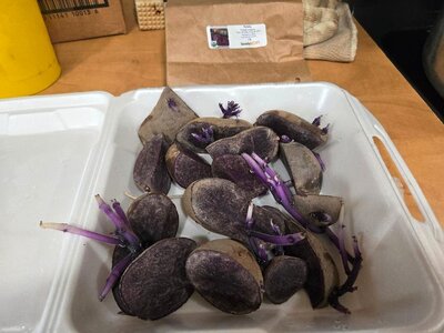 Purple Majesty seed potatoes, 04-04-25, #4.jpg