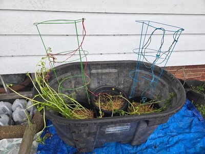 Gold potatoes in their really big pot, 04-05-25, #2.jpg