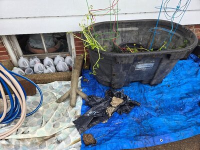 Gold potatoes in their really big pot, 04-05-25, #3.jpg