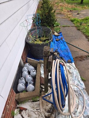 Gold potatoes in their really big pot, 04-05-25, #1.jpg