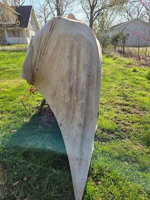 Peach tree tent, 04-12-25, #4.jpg Peach tree tent, 04-12-25, #4.jpg