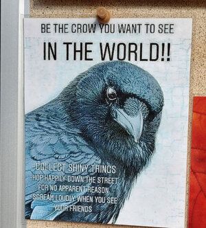 zcrow.jpg