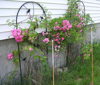 TrellisRosesAndKiwiVine7Jul2020Crop.JPG