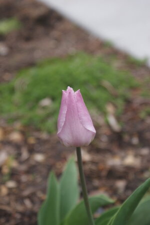 DSC01835.JPG
